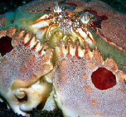 Box crab Calappa by Christine Huffard 
